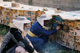  تربية النحل في اليمن أصبحت مهنة خطرة بسبب الحرب 1533707920blobid0