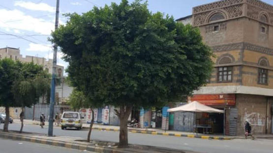 شاب يمني سكن شجرة فانهالت عليه التبرعات